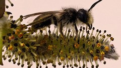 Macro nature bees insects