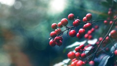 Macro nature Berries fruits HDR Photography depth of field