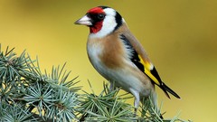 Macro nature Birds wildlife depth of field