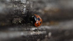 Macro nature black orange insects Bug Wood ladybirds
