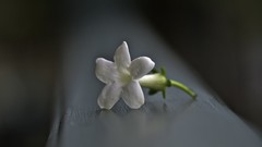 Macro nature blossoms fon