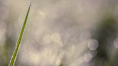 Macro nature bokeh droplet