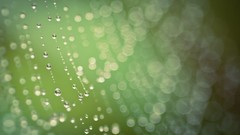 Macro nature bokeh droplet spider webs