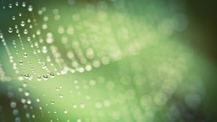 Macro nature bokeh droplet spider webs