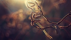 Macro nature branches