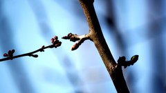 Macro nature branches depth of field