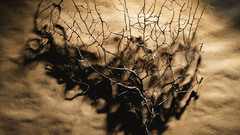 Macro nature branches object