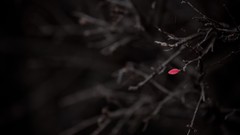 Macro nature branches selective coloring