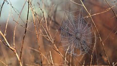 Macro nature branches water drops spider webs