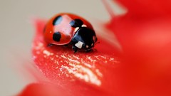 Macro nature bugs ladybirds