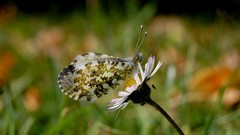 Macro nature Butterflies