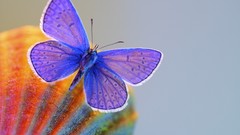 Macro nature Butterflies