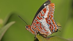 Macro nature Butterflies