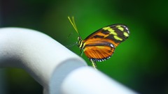 Macro nature Butterflies