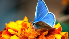Macro nature Butterflies