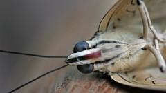 Macro nature Butterflies insects