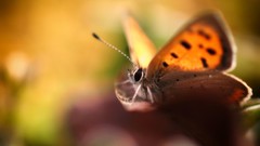 Macro nature Butterflies insects