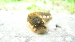 Macro nature caterpillars