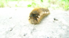 Macro nature caterpillars