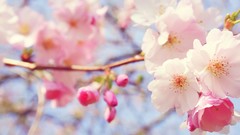 Macro nature cherry blossoms