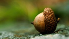 Macro nature close-up