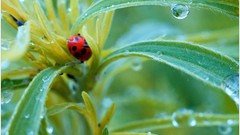 Macro nature close-up Aleksey Yepanchintcev