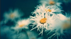 Macro nature close-up Aleksey Yepanchintcev