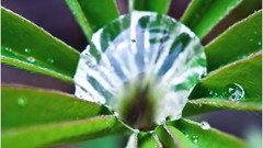 Macro nature close-up Aleksey Yepanchintcev