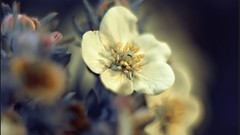 Macro nature close-up Aleksey Yepanchintcev