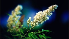 Macro nature close-up Aleksey Yepanchintcev