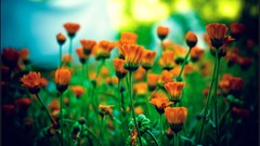 Macro nature close-up Aleksey Yepanchintcev