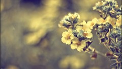 Macro nature close-up Aleksey Yepanchintcev