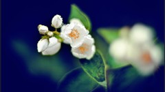 Macro nature close-up Aleksey Yepanchintcev