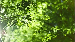 Macro nature close-up Aleksey Yepanchintcev