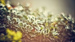 Macro nature close-up Aleksey Yepanchintcev