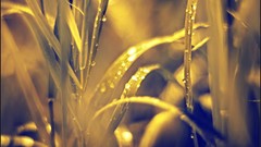 Macro nature close-up Aleksey Yepanchintcev