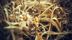 Macro nature close-up Aleksey Yepanchintcev