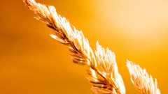 Macro nature close-up C64