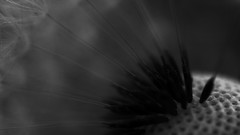 Macro nature close-up dandelions