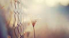 Macro nature close-up fences blurred background Chain Link 