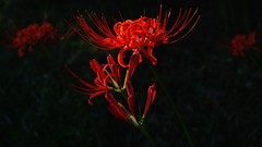 Macro nature close-up red flowers