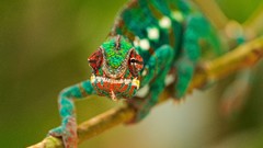 Macro nature colors Reptiles multicolor chameleons
