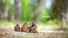 Macro nature cone pinecones depth of field