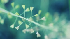 Macro nature depth of field