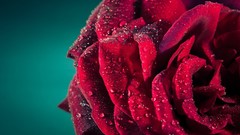 Macro nature dew roses