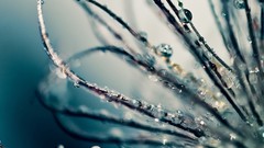 Macro nature dew water drops