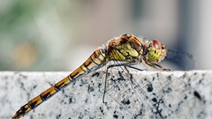 Macro nature dragonfly