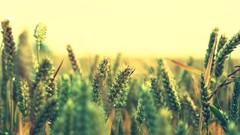 Macro nature dreamy depth of field