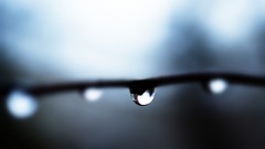 Macro nature drops branches close-up water drops blurred 