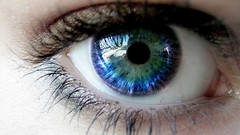 Macro nature eyes blue eyes